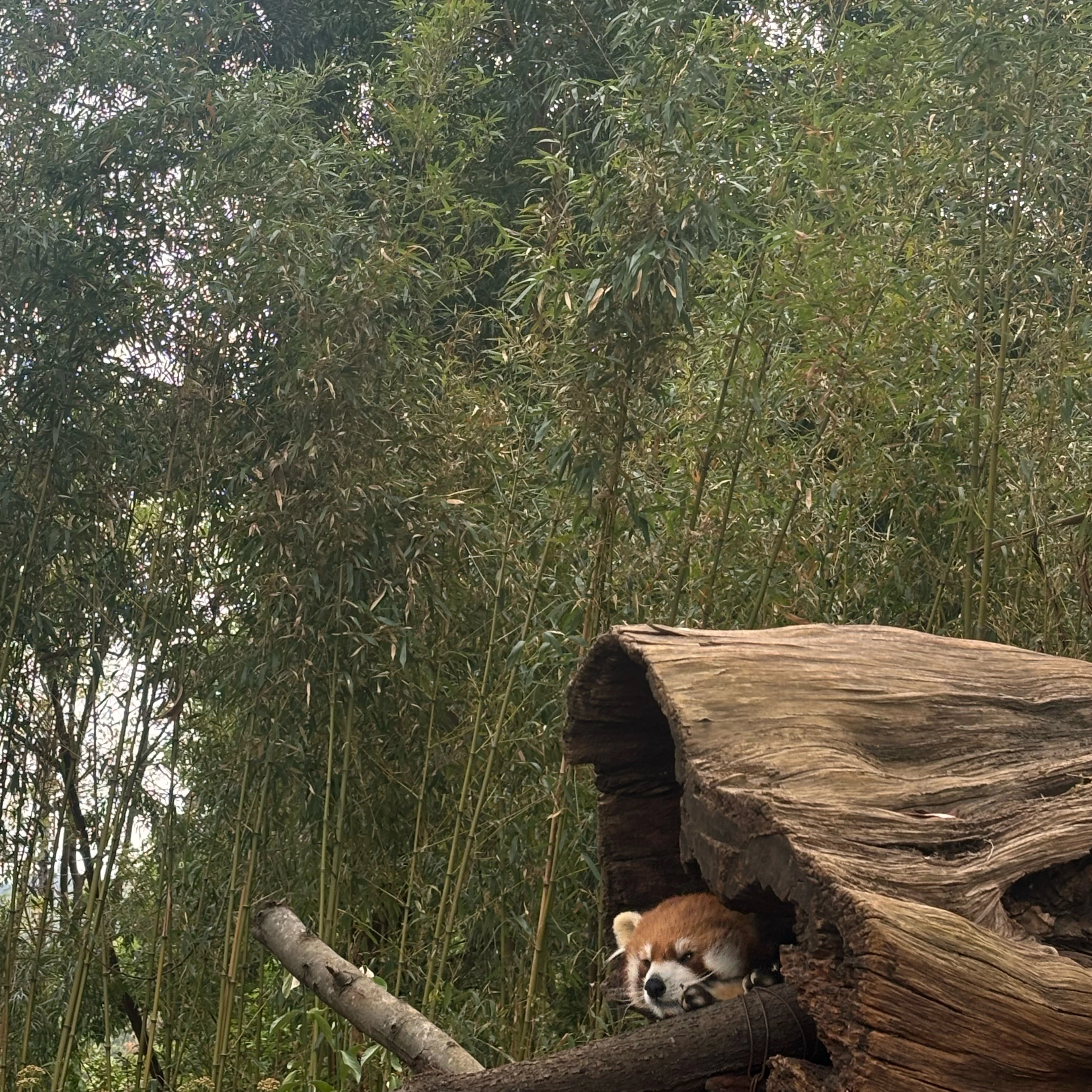 邓女士