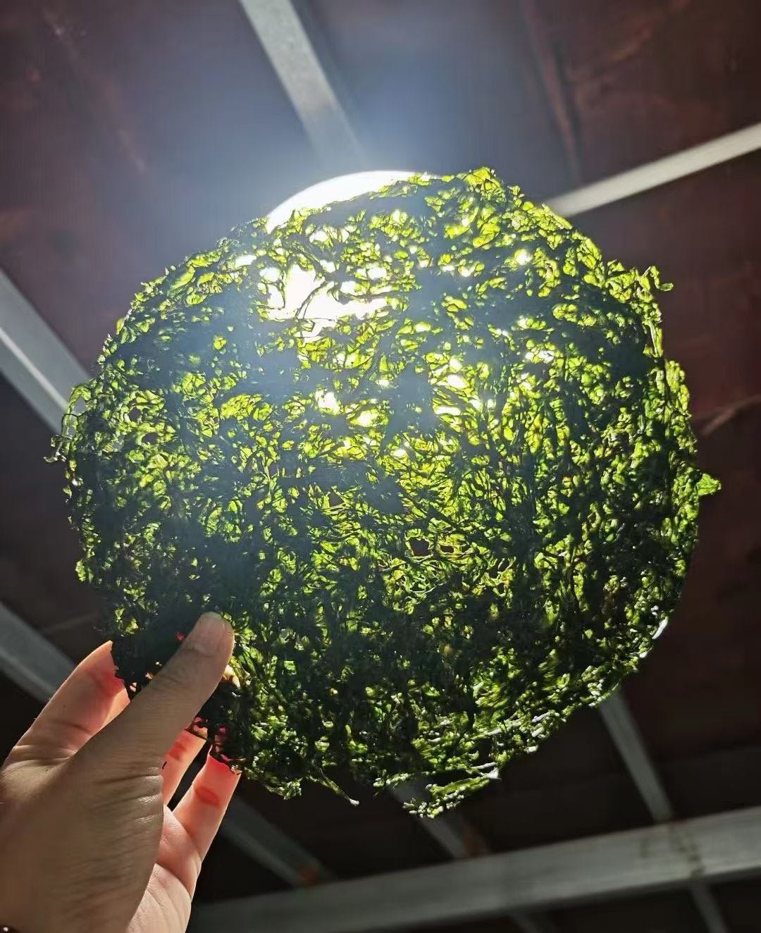 林先生找合伙人海带紫菜源头工厂 急招地推团队+全城代理！低成本高复购，赚稳当海产钱