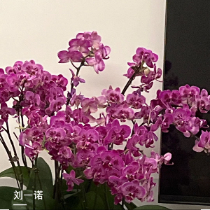 刘女士