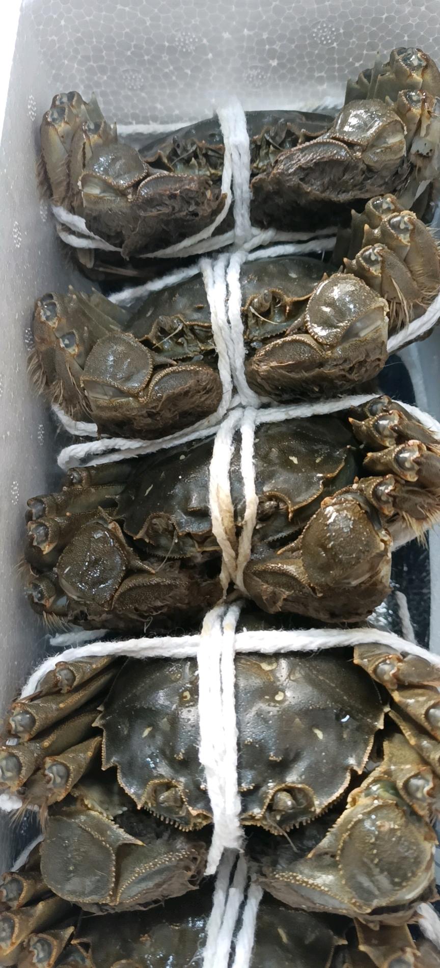 沈先生品牌货源沈二 兴化红膏大闸蟹