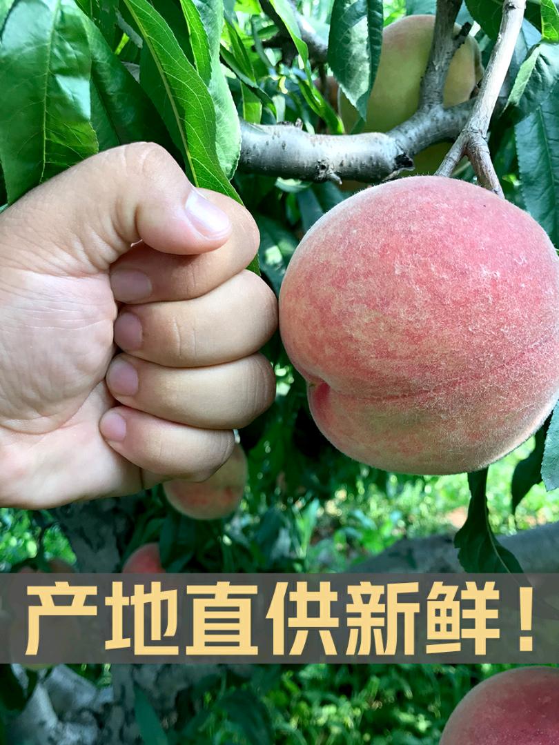 李先生品牌货源提供沂蒙山水蜜桃原产地资源，欢迎全国各地批发商