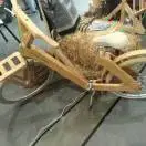 金彪