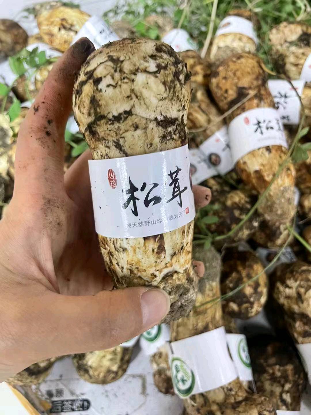谭先生品牌货源
