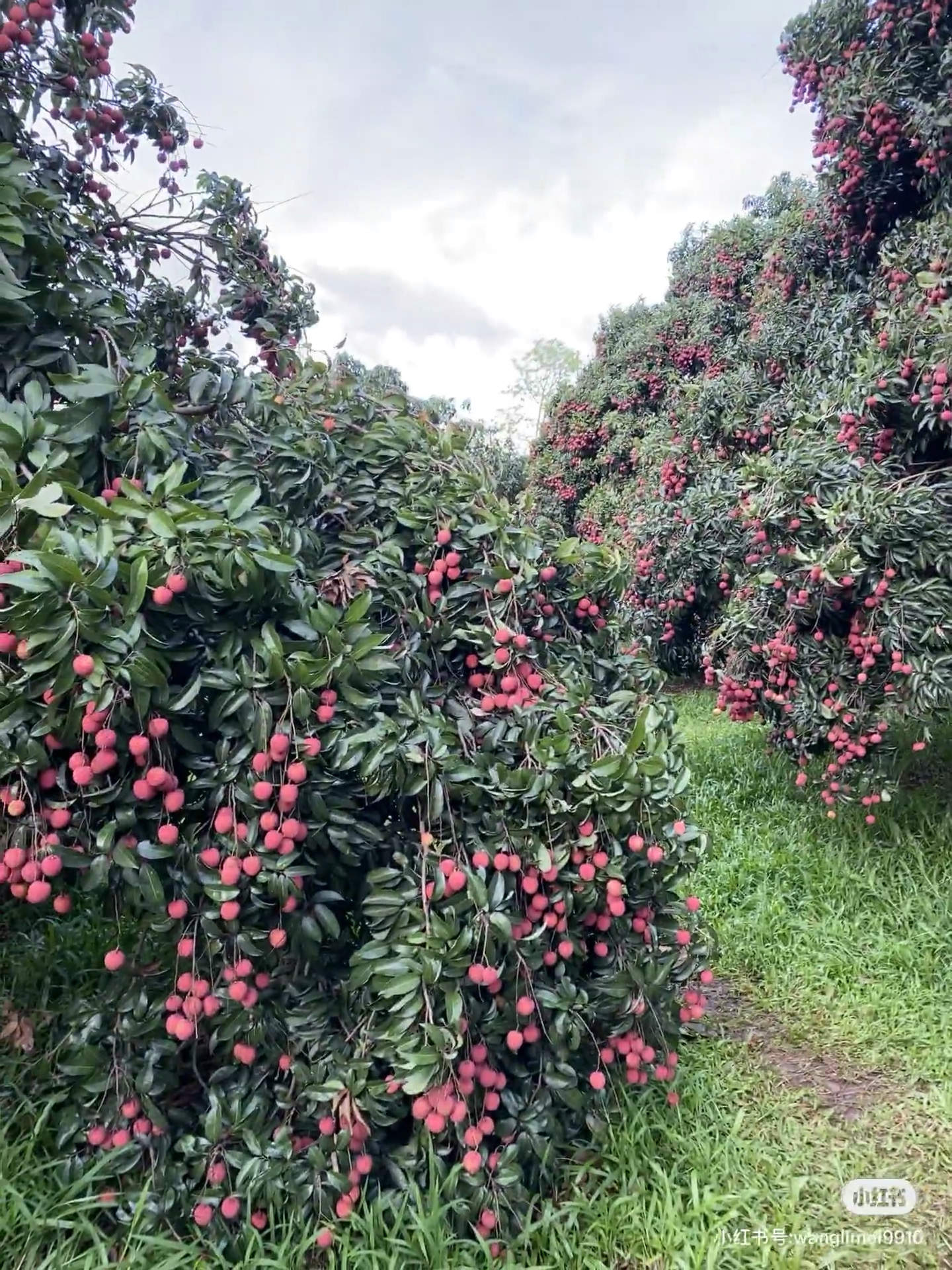 唐先生代收各种海南水果蔬菜一条龙服务