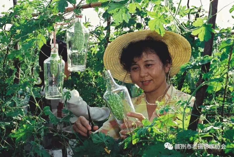邹以明提供20年苦瓜老酒，寻找能出货的销售渠道