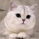 王先生