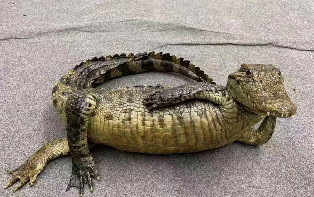 张超销货渠道需要供货商，诸位有需要可以看一下