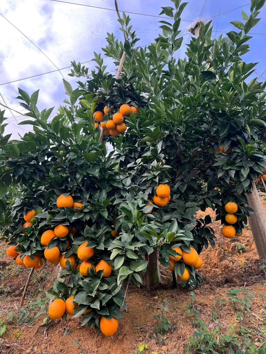 谢春华品牌货源赣南脐橙