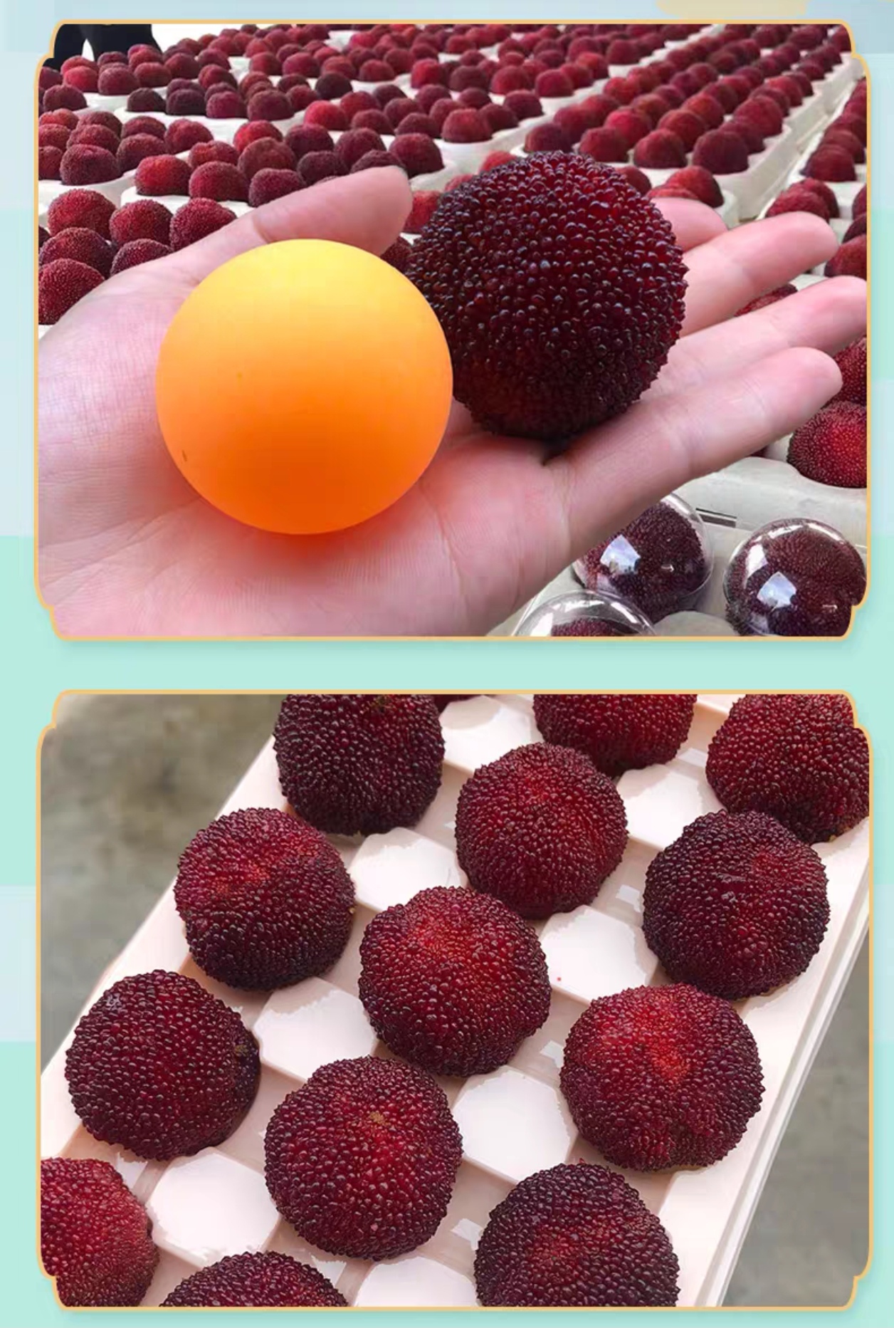 郑迪超品牌货源