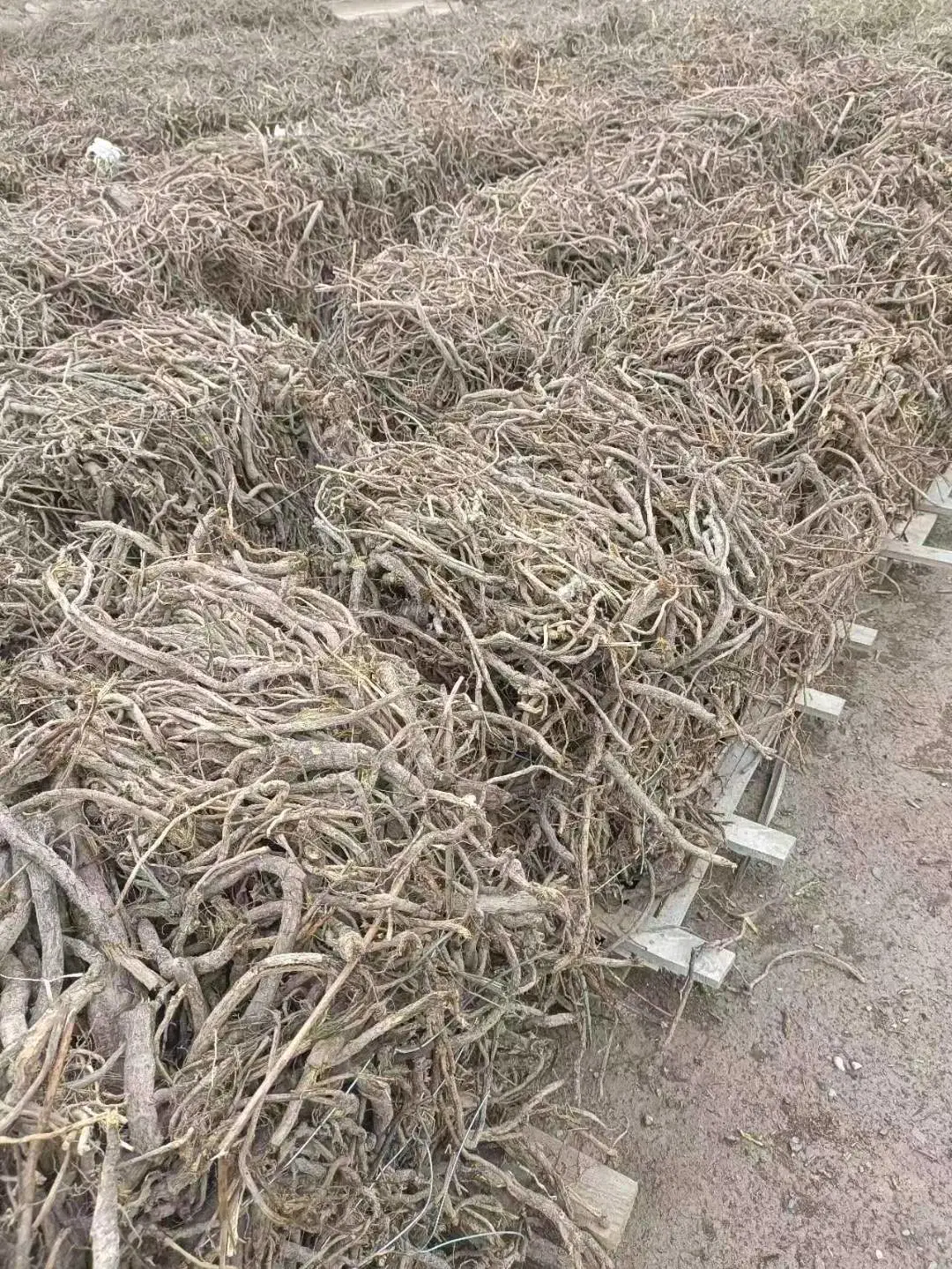阿先生品牌货源