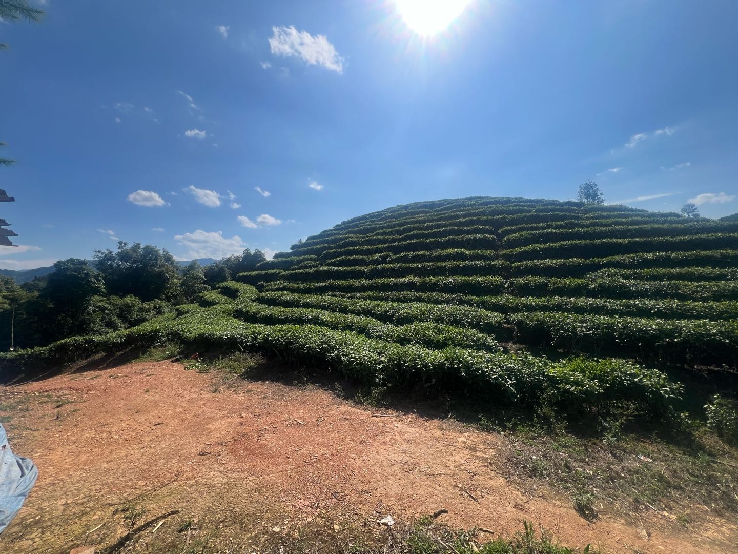 唐榛伟品牌货源云南高山大宗毛茶源头厂家