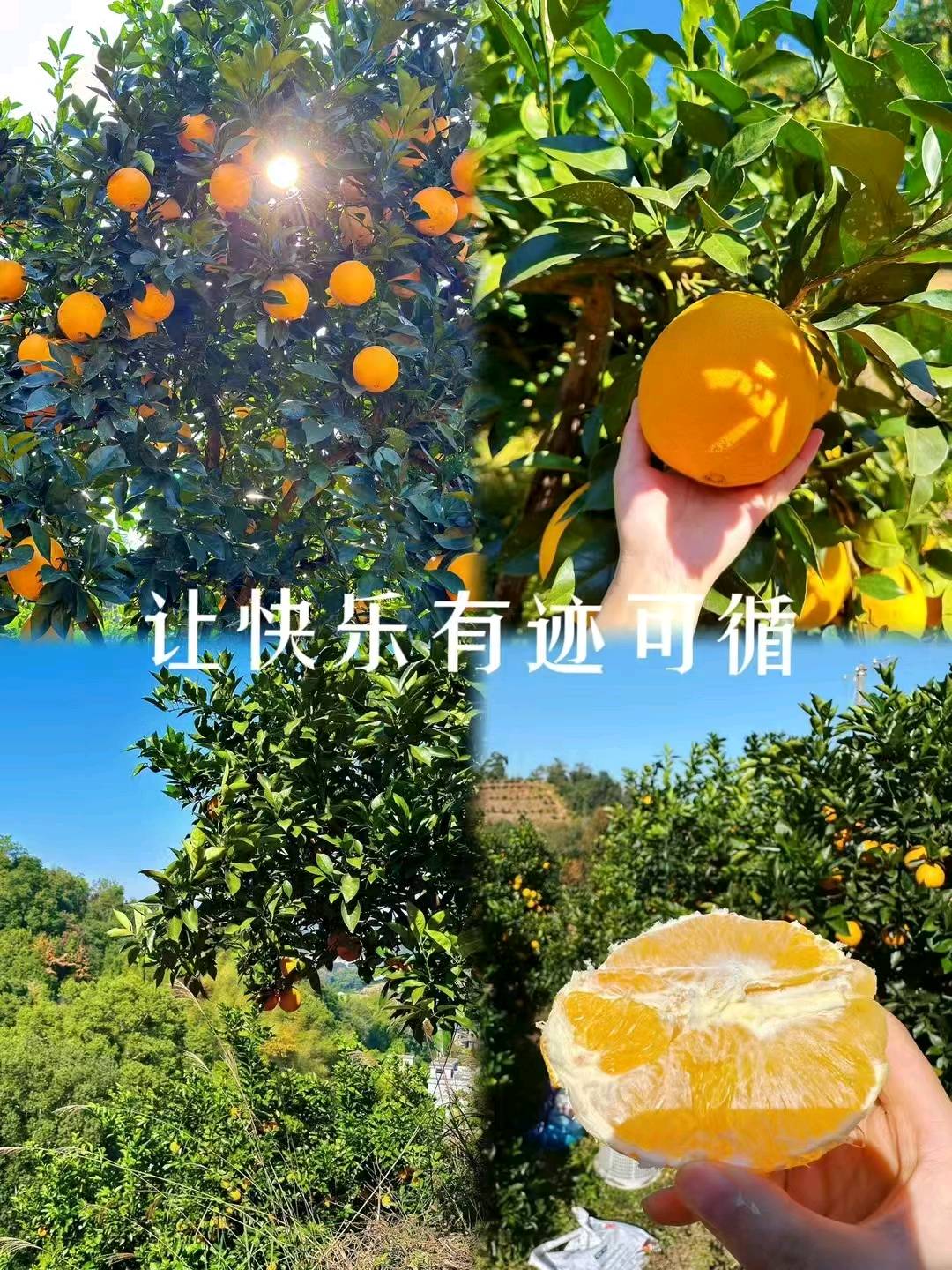 胡海燕品牌货源