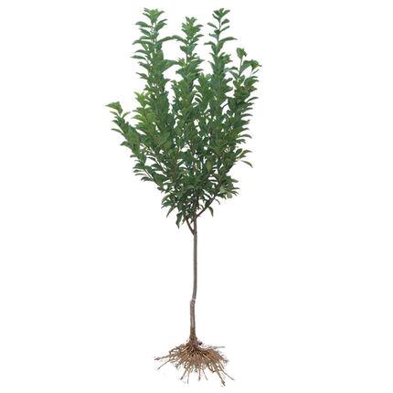 杜忠玉品牌货源蜂糖李苗批发