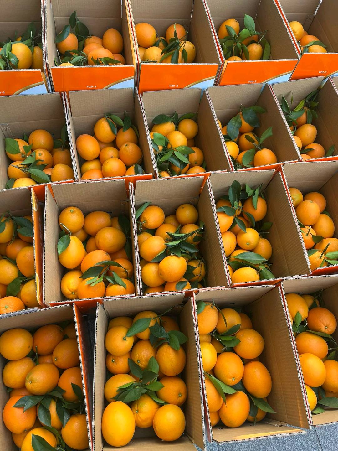 陈先生原产地赣南信丰脐橙