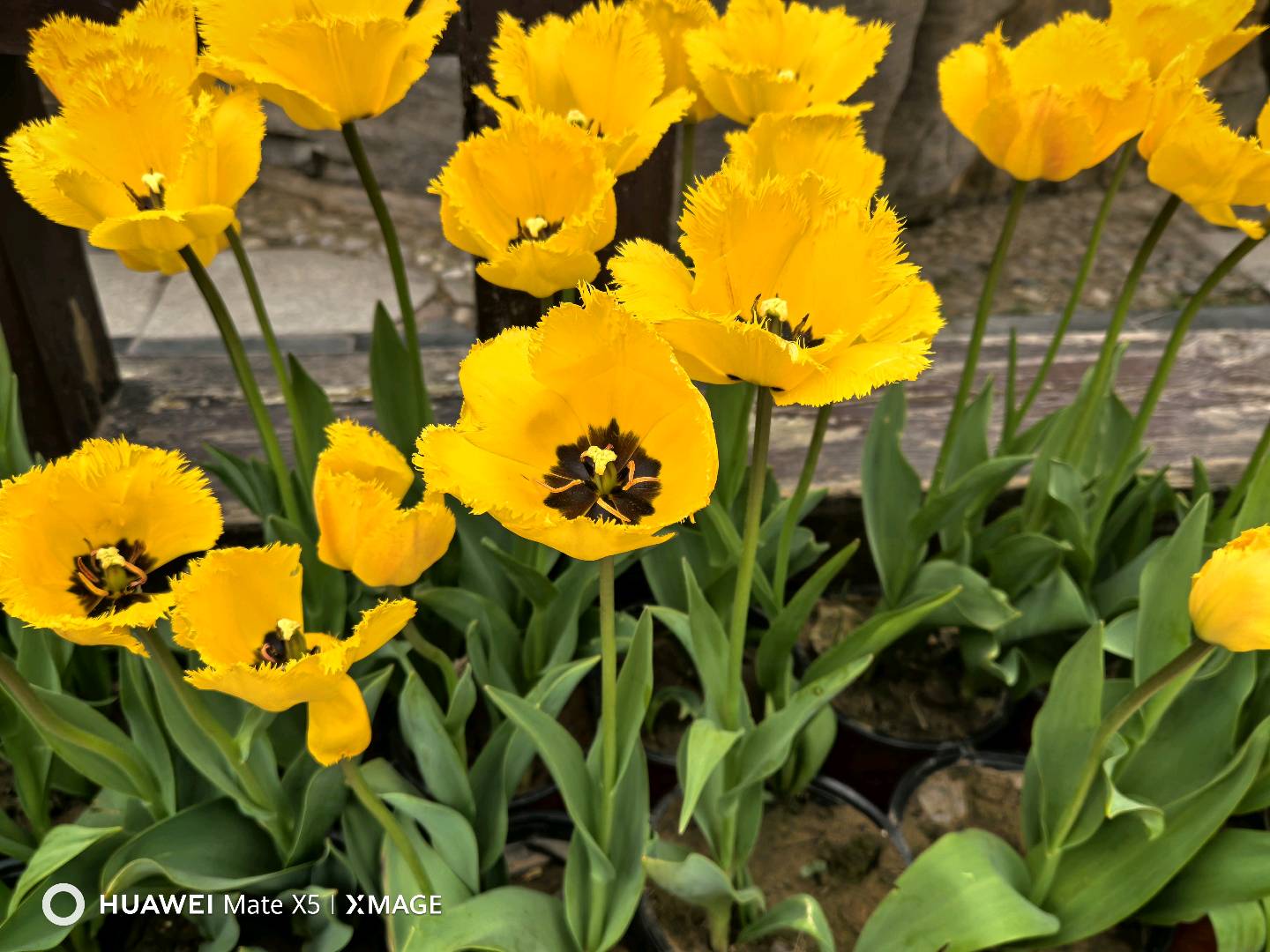 罗路平推广团队求项目