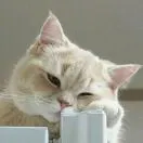 张顺鹏
