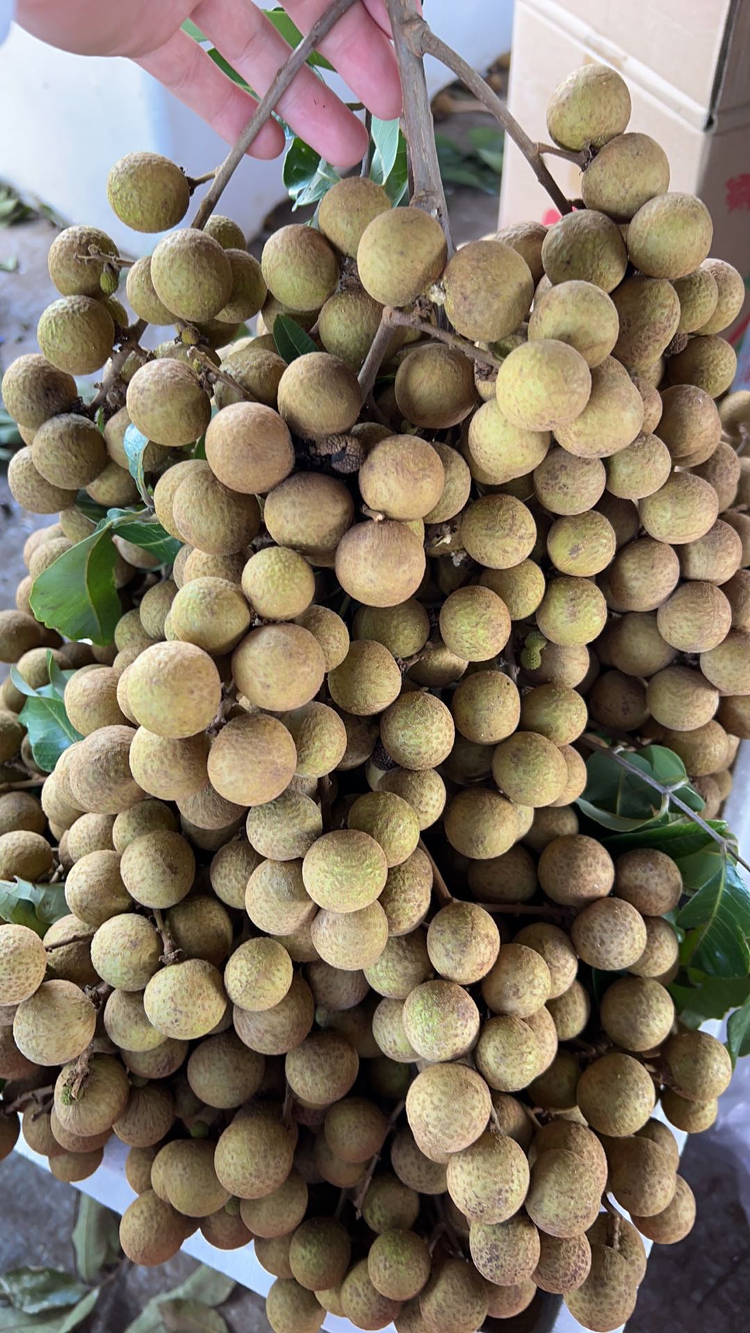 钟庆达提供荔枝龙眼，采购商