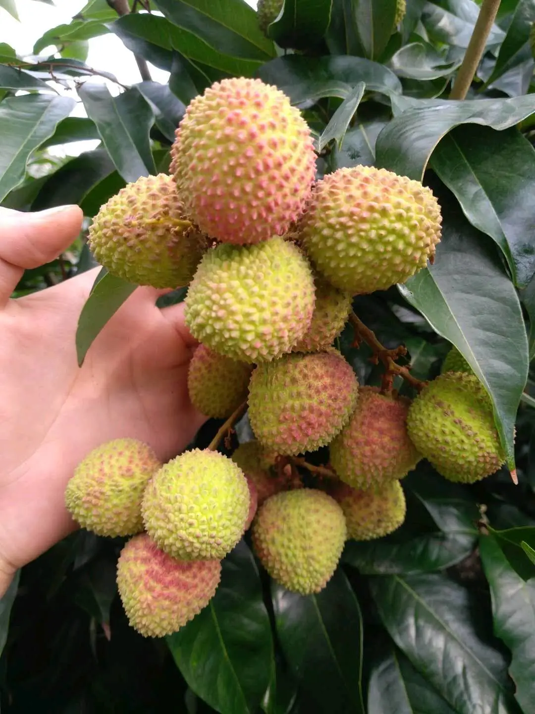 桑先生品牌货源荔枝