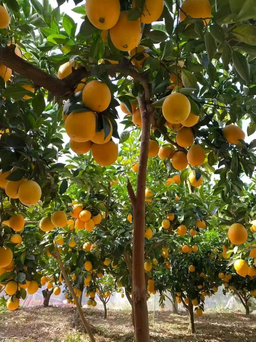 谢春华品牌货源