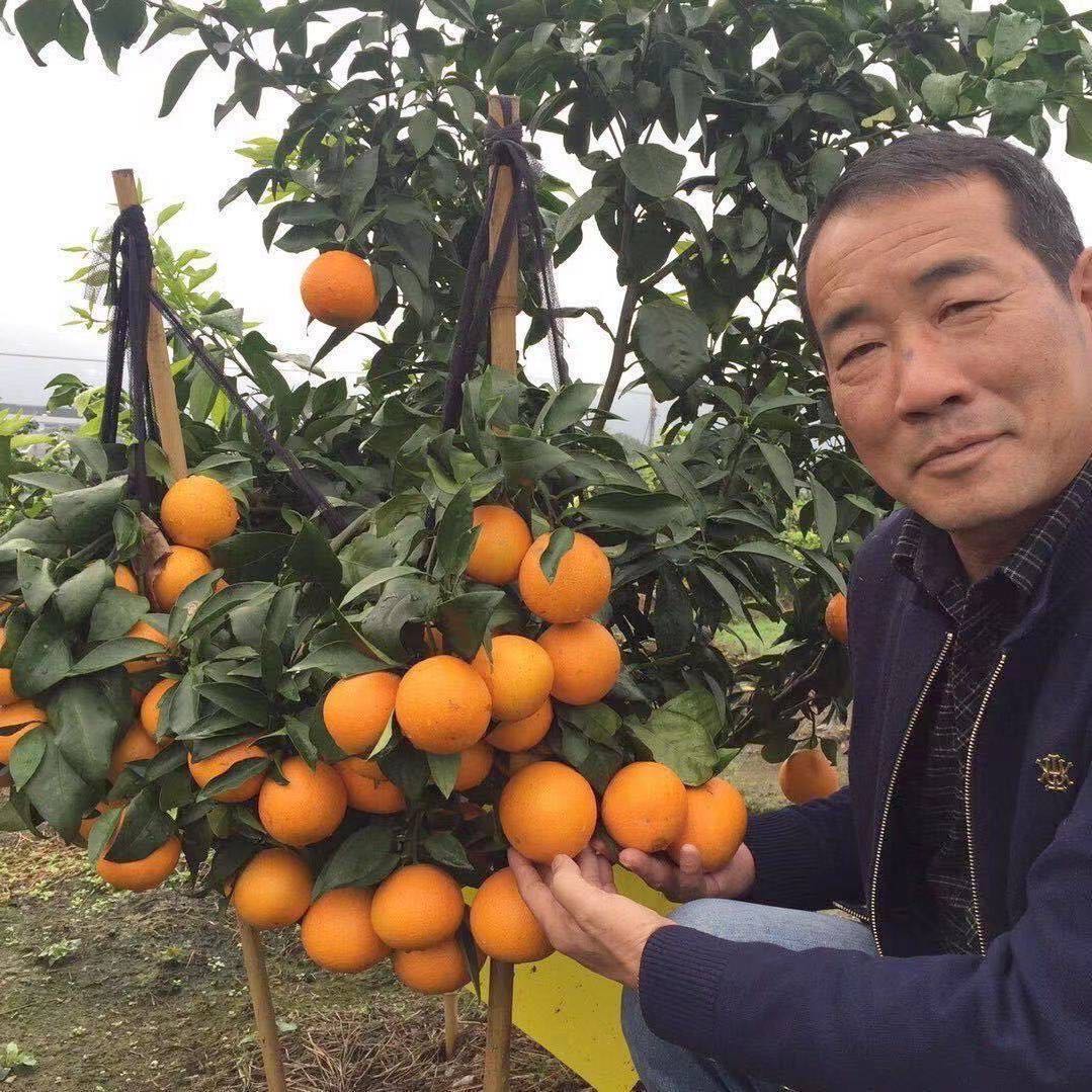朱伟其他供需3000亩，柑橘果树苗木找销售渠道。年产40万斤。欢迎全国各地经销商！
