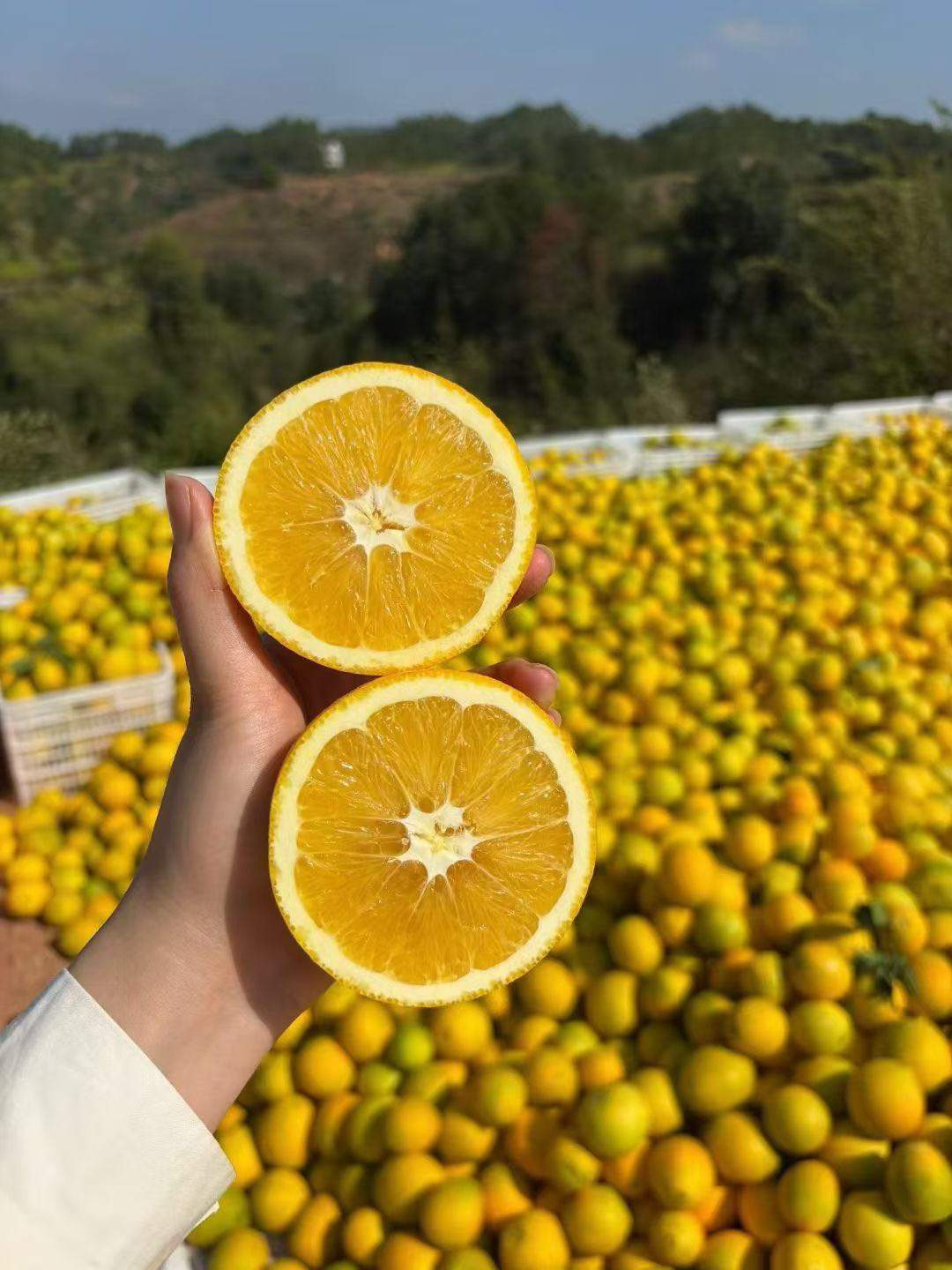 王林金品牌货源赣南脐橙代理火热招募中，邀你共摘甜蜜红利