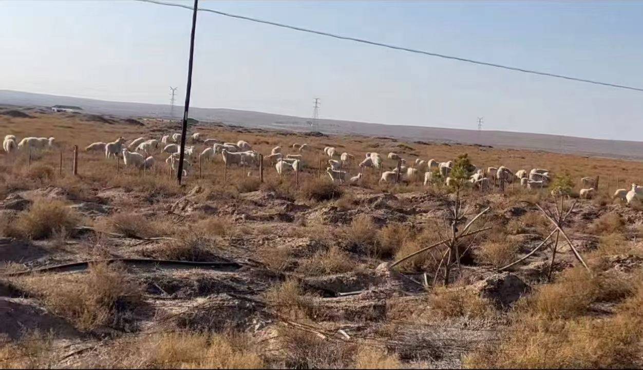 李先生品牌货源正宗内蒙古跑山羊