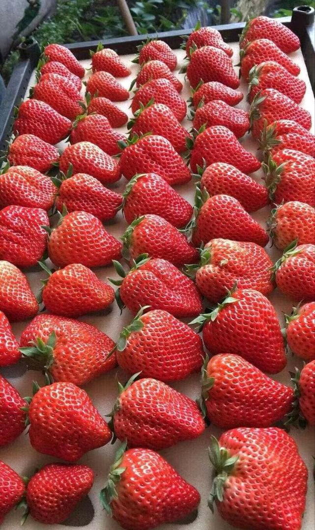 米吉勇丹东九九草莓产地一件代发