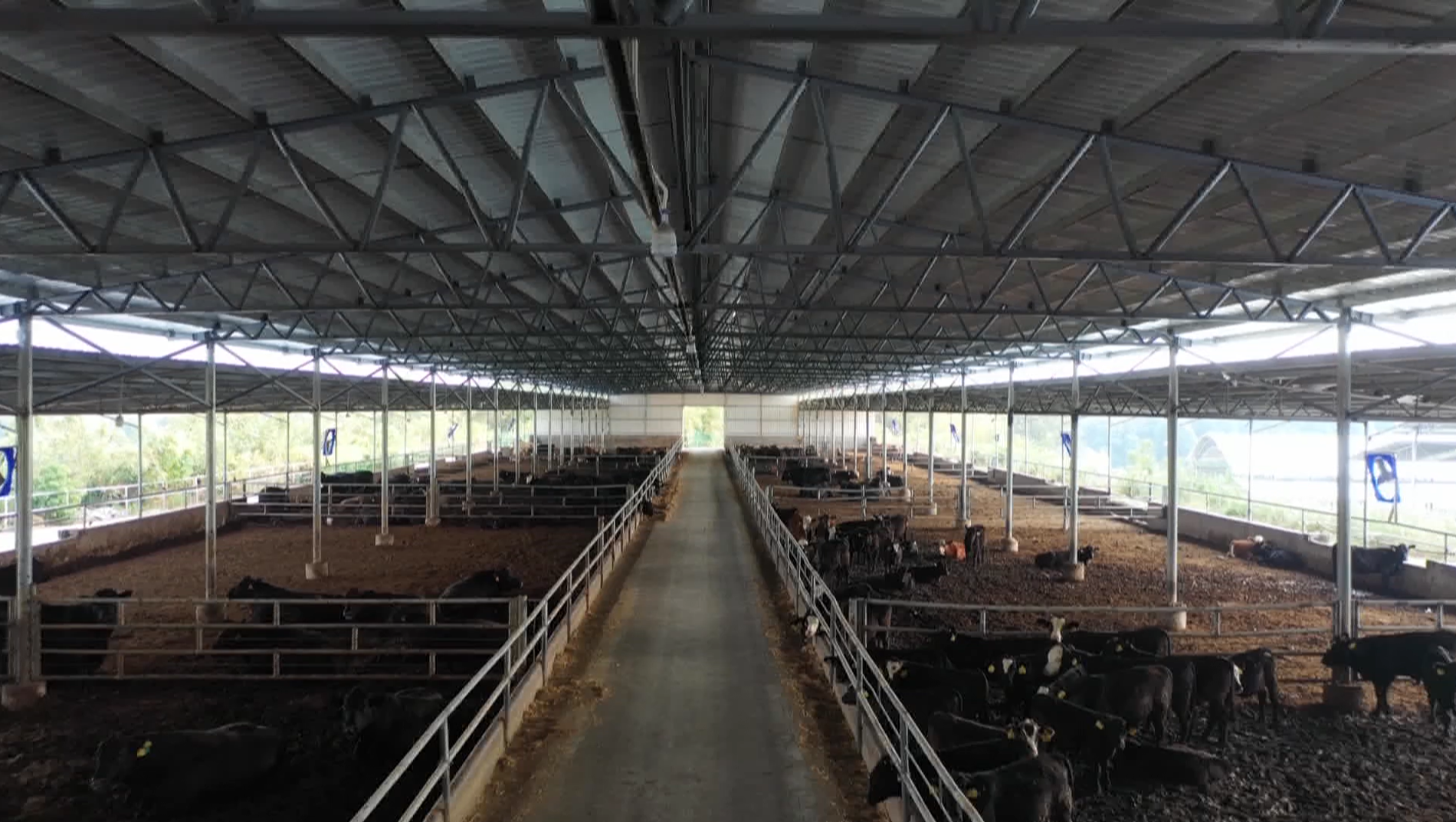 杨先生品牌货源