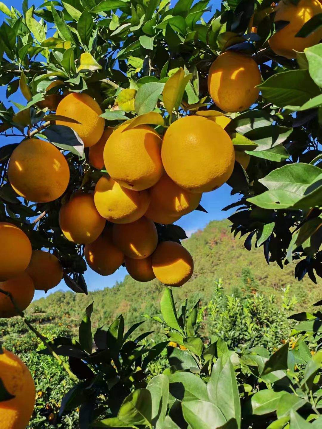 王小晶赣南脐橙，信丰脐橙—发源地产区，合伙人，0投资
