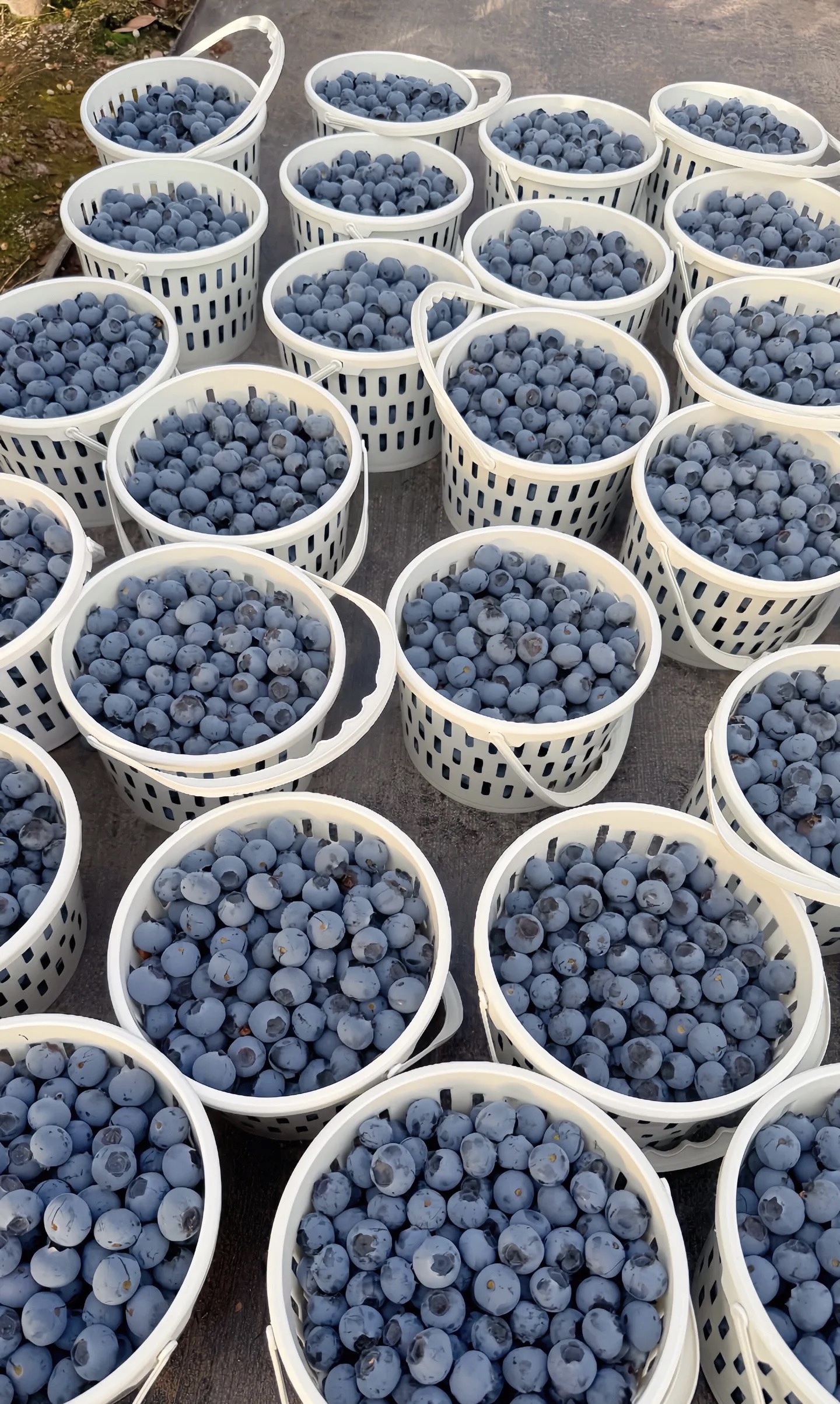 刘先生品牌货源云南蓝莓基地直供L25等品种，盒装桶装一件代发