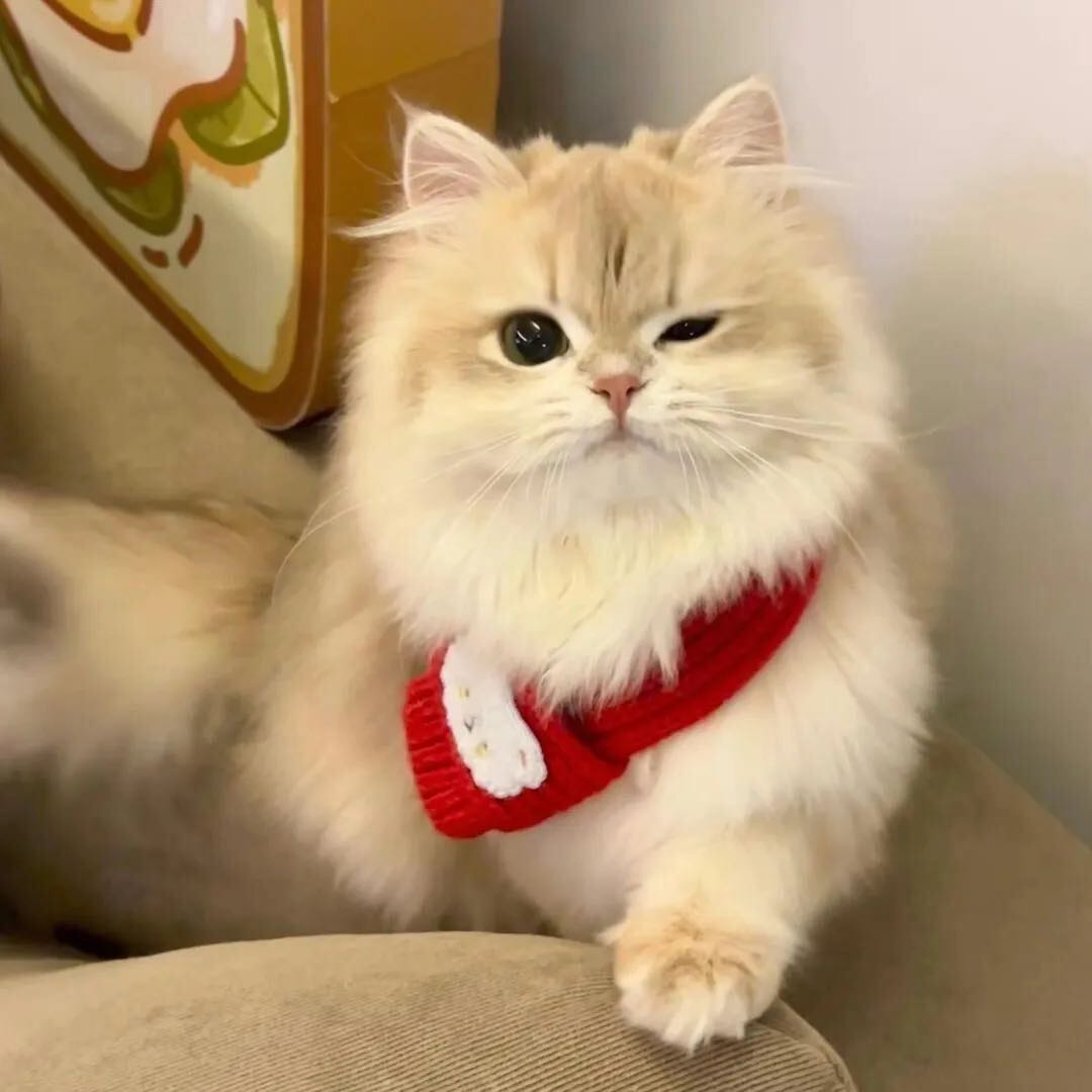 吴学军品牌货源宠物猫  源头一件代发，O加盟费