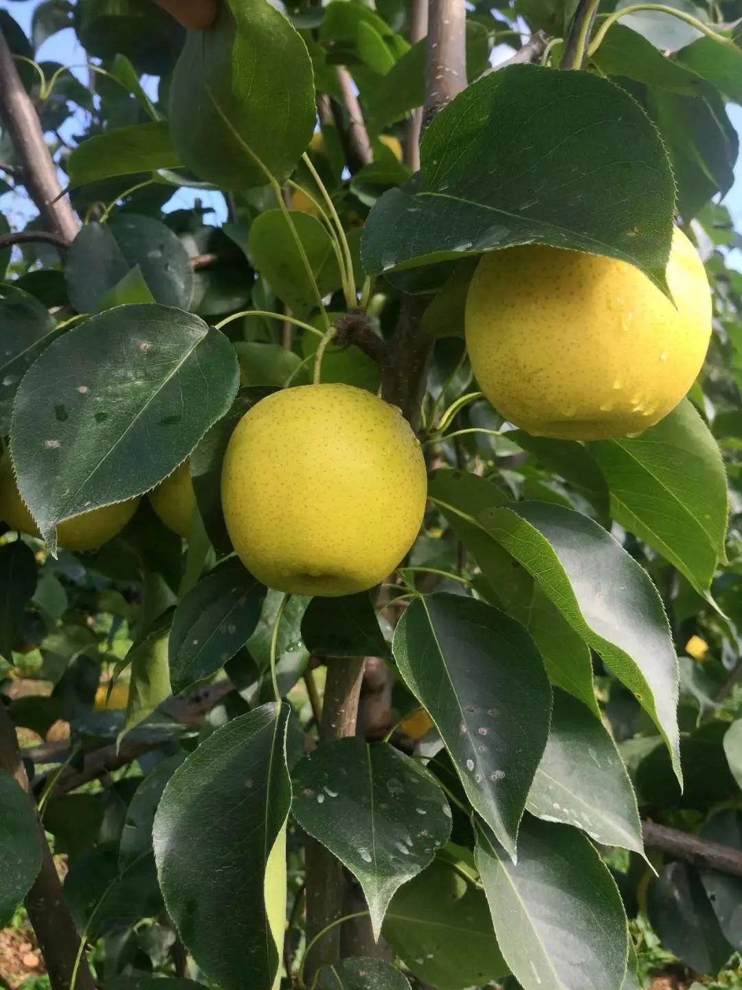 李文欢品牌货源