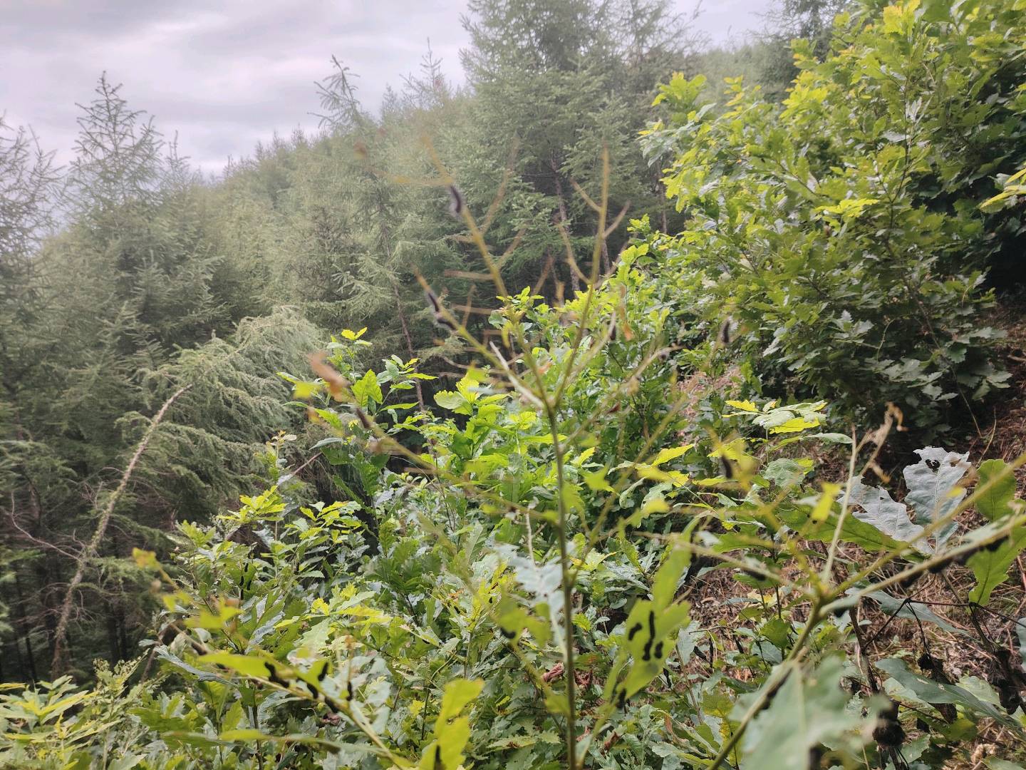 王珍义品牌货源我提供自家山上放养的一手蝉蛹货源，品质优价格合理，寻找有需求老板合作