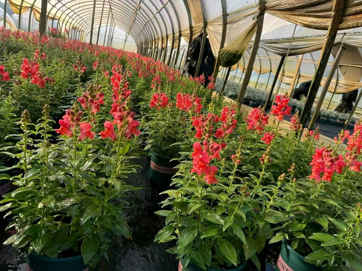 李勇找合伙人我有花卉资源