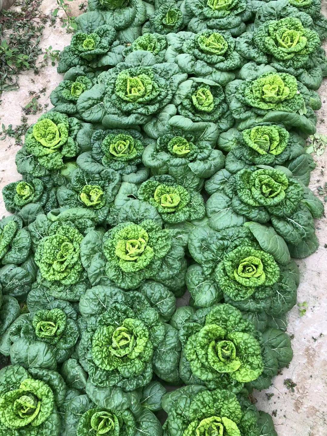 马先生蔬菜直供