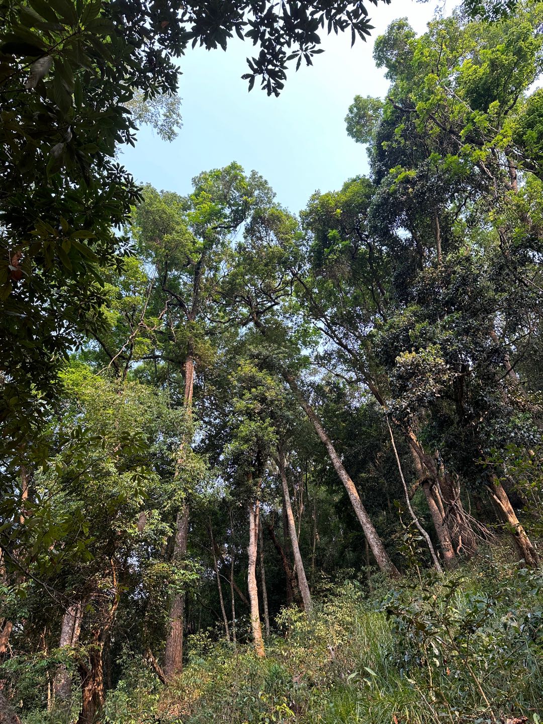 白先生云南易武普洱茶，邀您共享百年茶文化的机遇！本人自家一手都是茶农不会运营