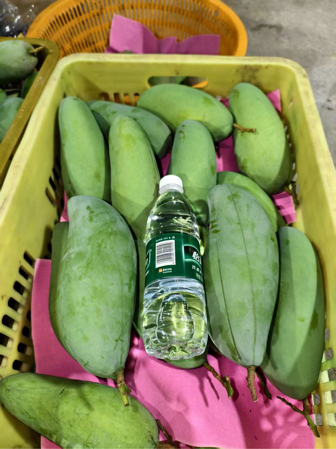 黄晋鹏百色田东芒果现摘现发！饱满多汁，香甜浓郁，一口咬出热带阳光味