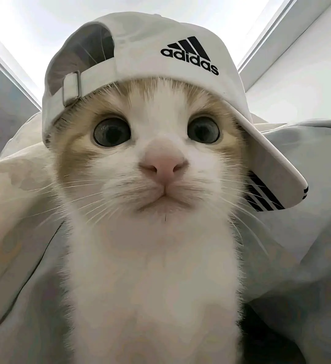 贺先生