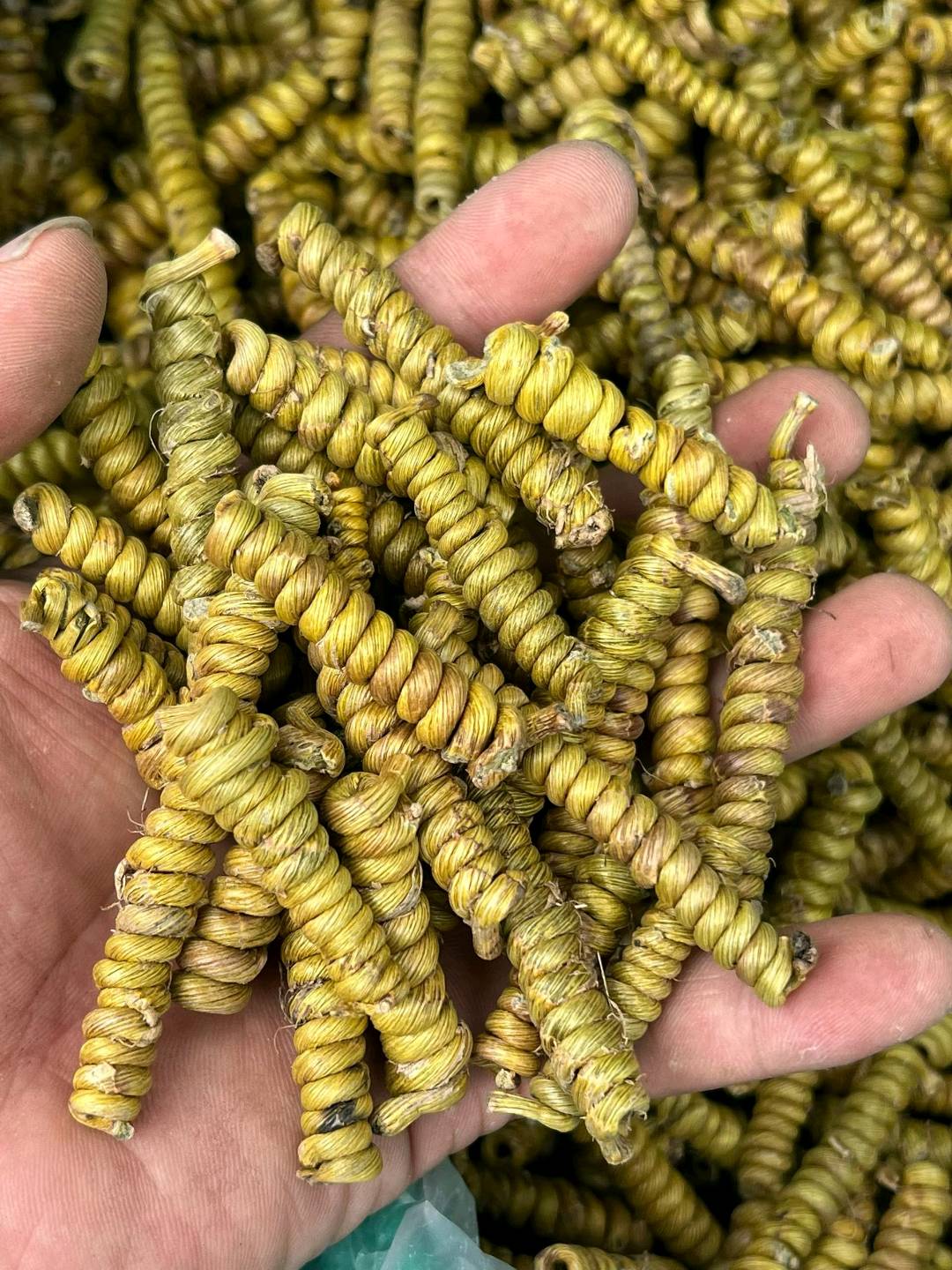 金明泽霍山工艺,铁皮龙头凤尾,铁皮剪口,紫皮龙头凤尾,紫皮剪口,水草剪口