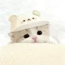 郑女士