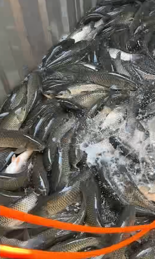 黎小辉大型基地提供吊水 瘦身 皖鱼，寻找有能力的合作流通商，批发商