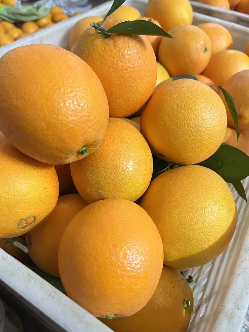 王先生优质甲方大量收赣南脐橙次果 都来报价