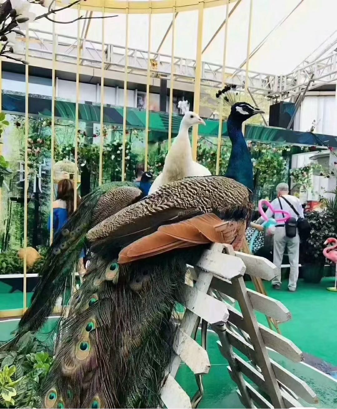 钱文萃提供萌宠动物表演出租展览项目