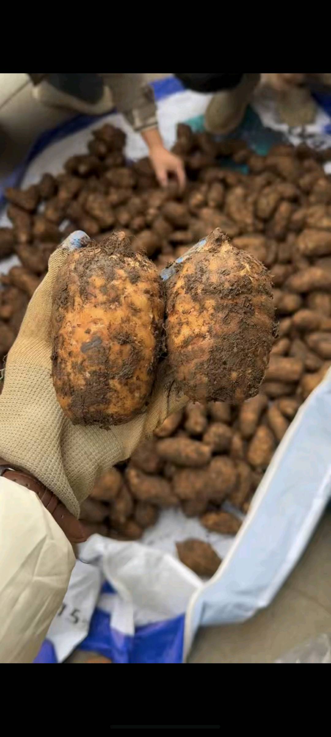 王军找合伙人寻找种植合作方：筐栽天麻室内种植项目，提供技术、回收与稳定收益