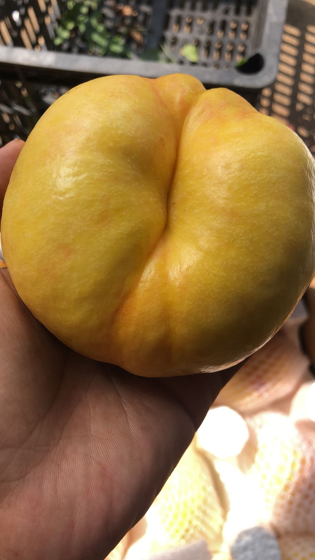 胡纪凯蒙阴水蜜桃找销售渠道