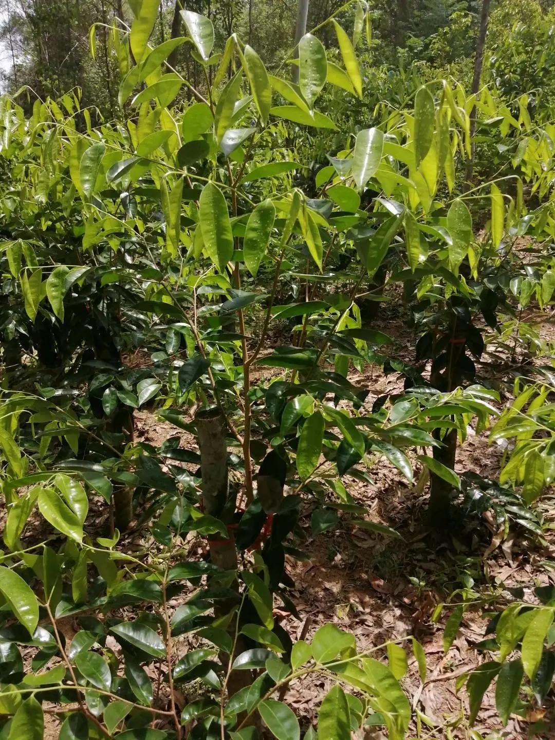 肖雨菲品牌货源提供沉香苗,寻找具有**和投资意义的大老板合作