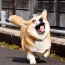 王翔