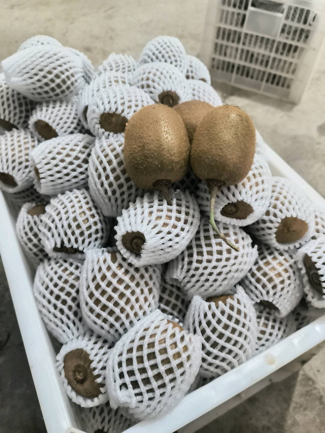 赵西怀品牌货源陕西眉县猕猴桃自产自销