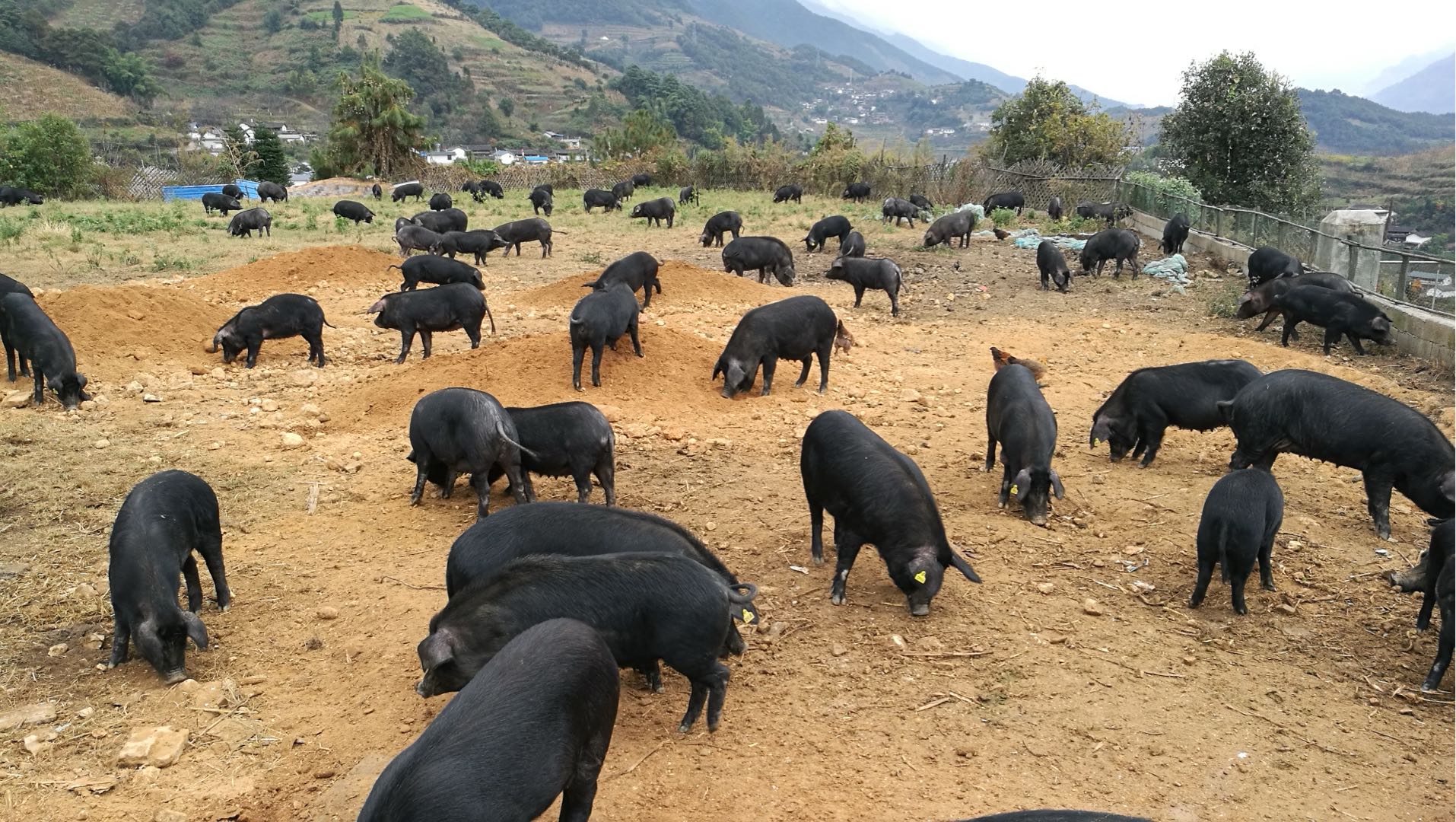罗俊奇云南跑山散养黑猪，全城寻经销商/合伙人/直播渠道 共赢高端肉品