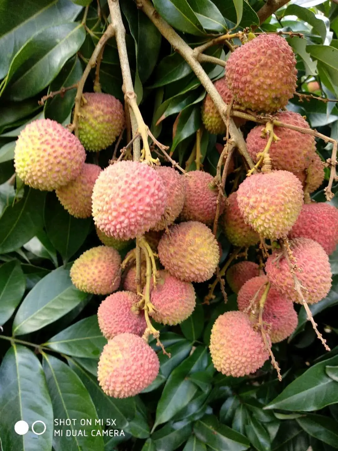 桑先生荔枝